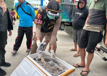 Karantina Gorontalo Tahan Puluhan Daging Tikus, Kelelawar dan Musang