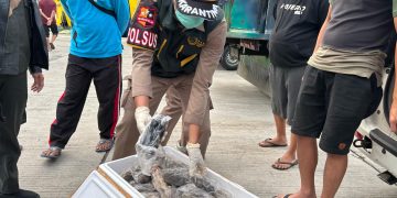 Karantina Gorontalo Tahan Puluhan Daging Tikus, Kelelawar dan Musang